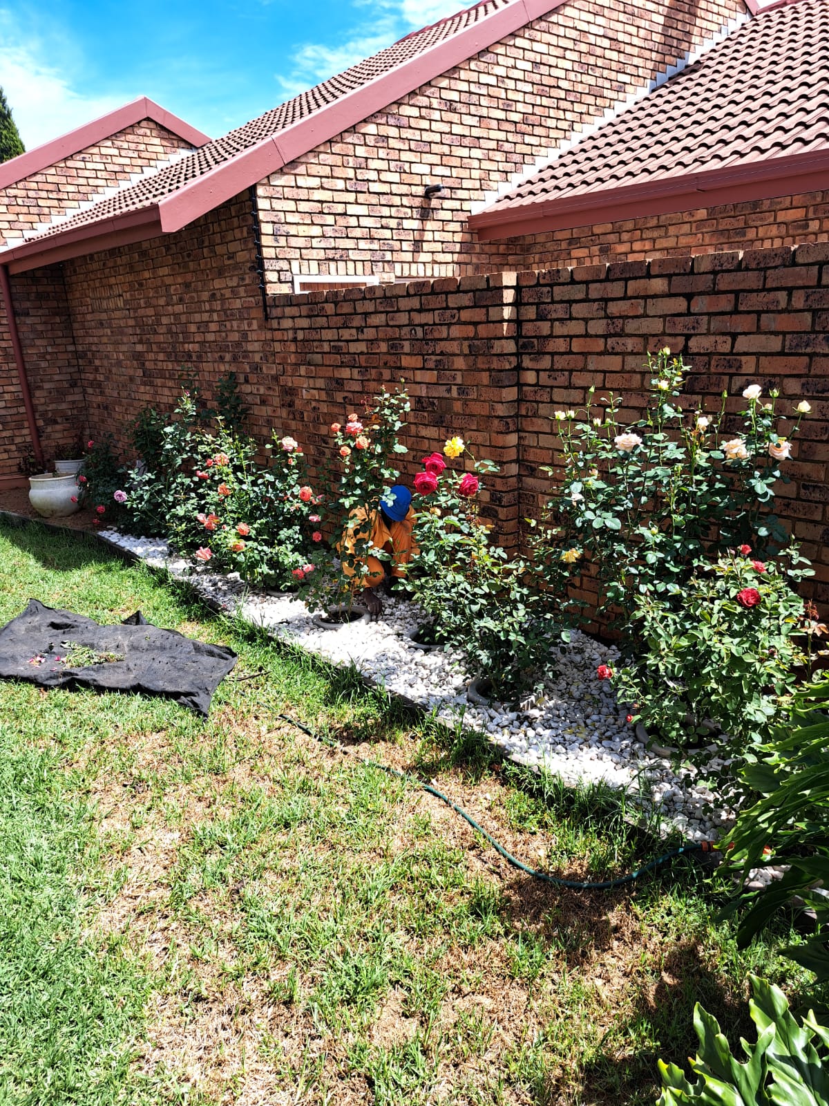 Beautiful Roses in Pretoria East
